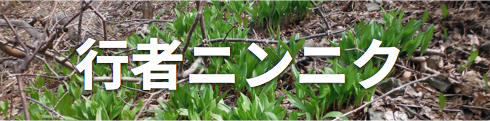 行者ニンニク/北海道物産展よりおいしい北海道直送天然食材のオ福ワケ/こごみ・行者ニンニク・ふき・鹿肉・チーズ・はちみつ・鶴居村の恵