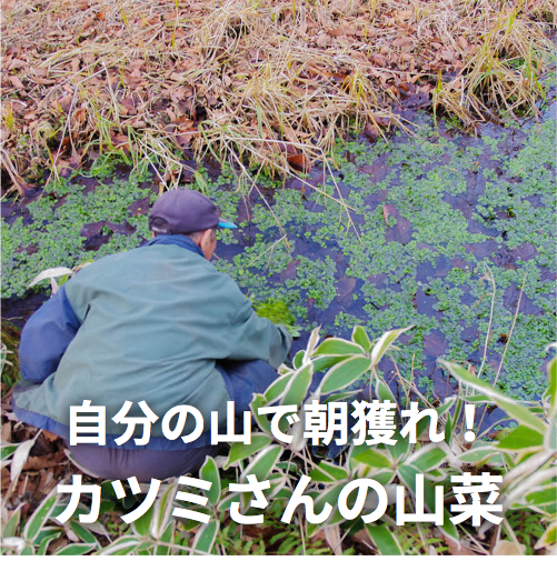 自分の山で朝獲れカズミさんの山菜