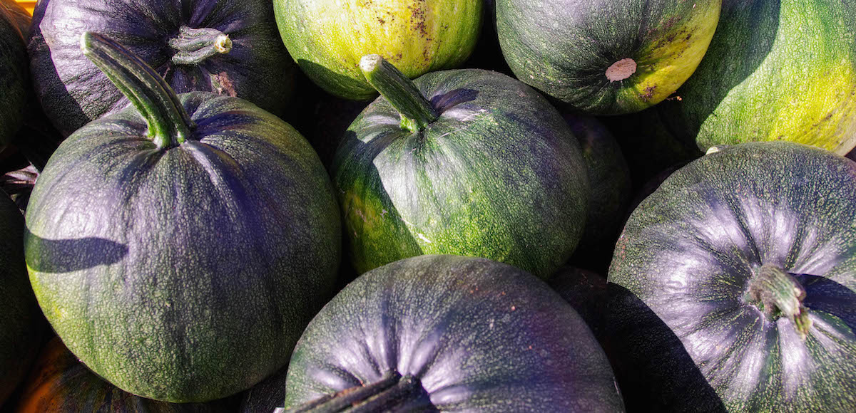 コーちゃんの野菜/北海道物産展よりおいしい北海道直送天然食材のオ福ワケ/こごみ・行者ニンニク・ふき・鹿肉・チーズ・はちみつ・鶴居村の恵